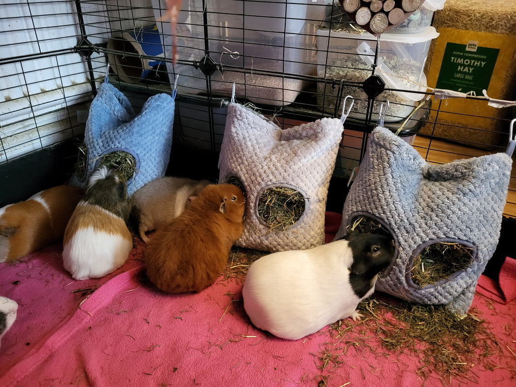 Herd of guinea pigs at the Kavee Rescue eating some hay from the Kavee hay bags