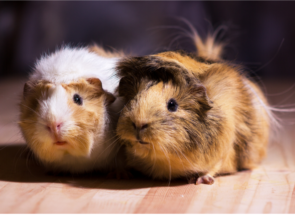 Two guinea pigs next to each other on the floor.