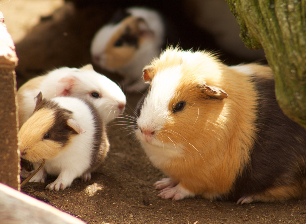 Des cochons d'Inde sous le soleil