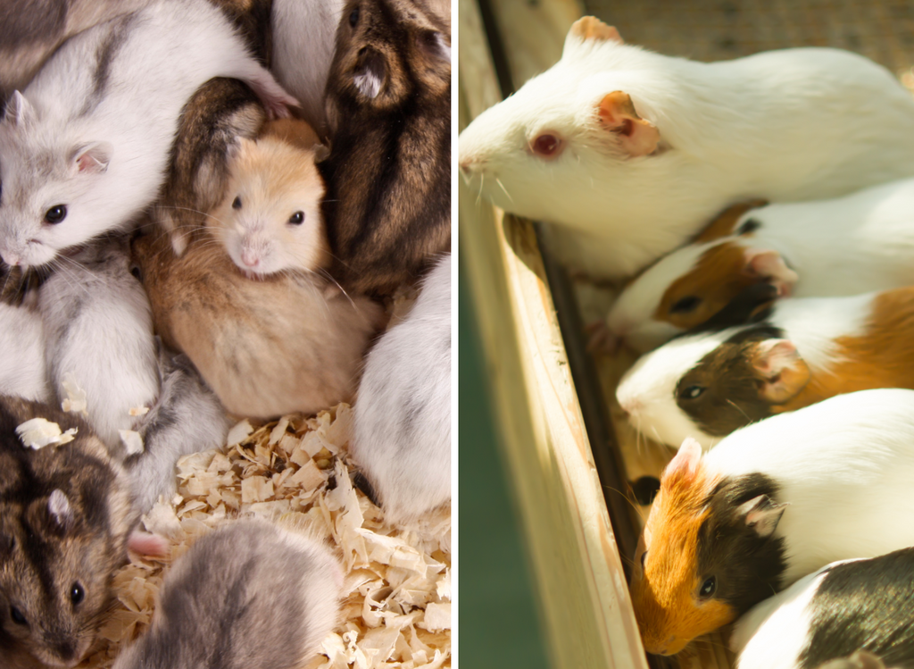 Hamster litter next to a guinea pig litter.