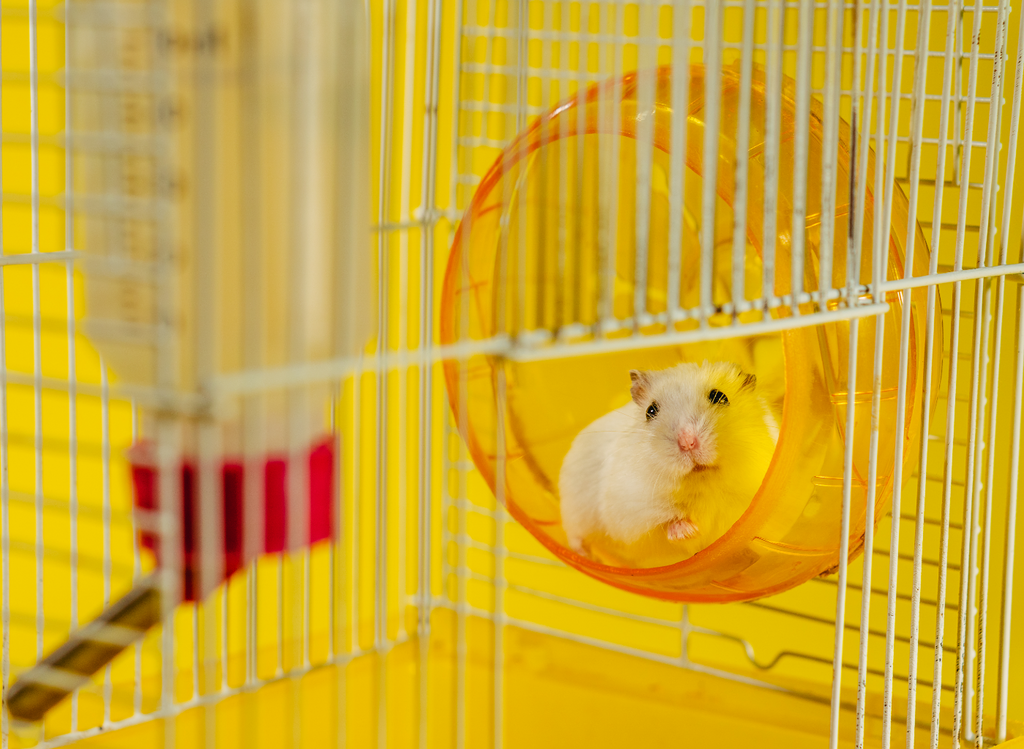 Hamster on a wheel in a cage.