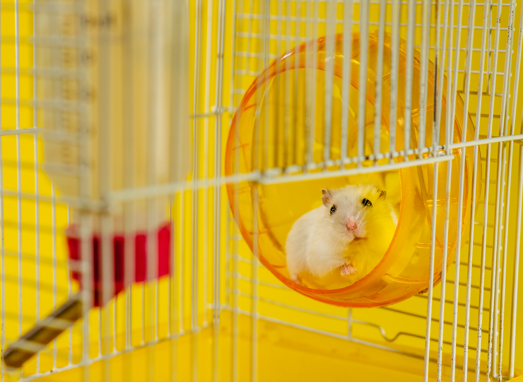 The Hamster Lifespan  Choose Hamster Cages