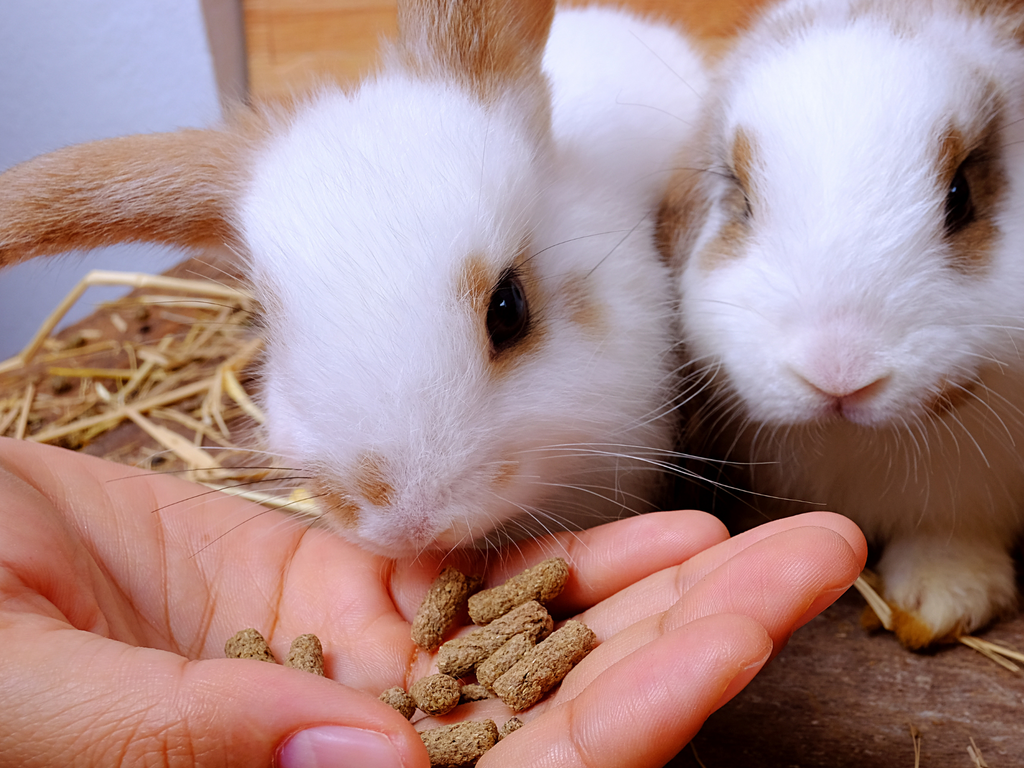 Hand feeding pellets to rabbits