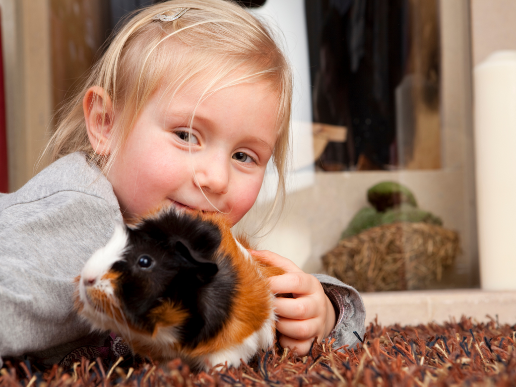 Happy little girl with guinea pig