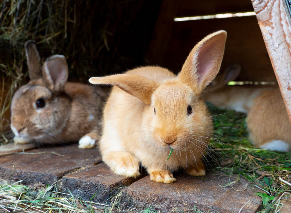 Herd of rabbits living in a wooden hutch