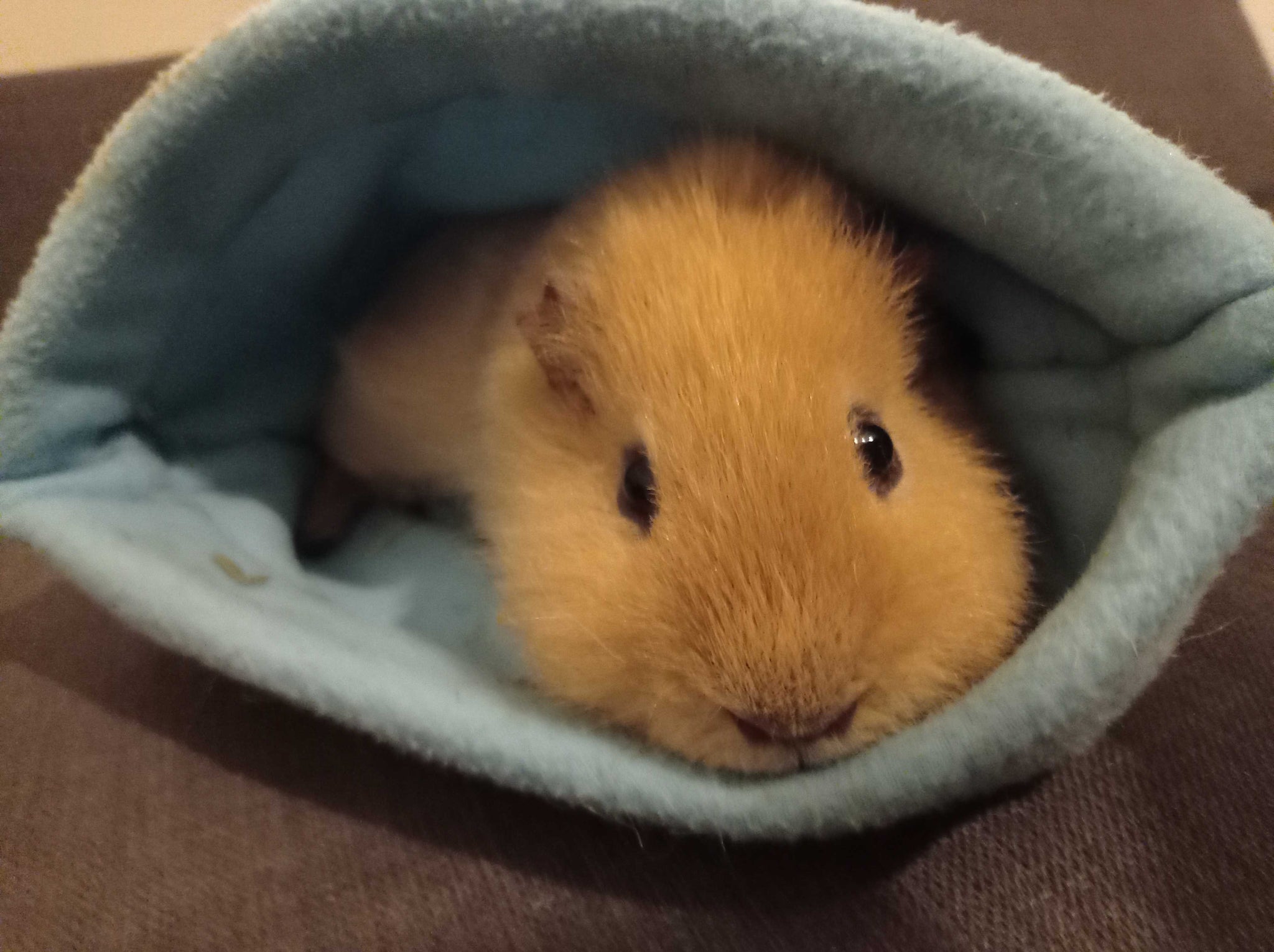 a happy guinea pig in a sleeep sack