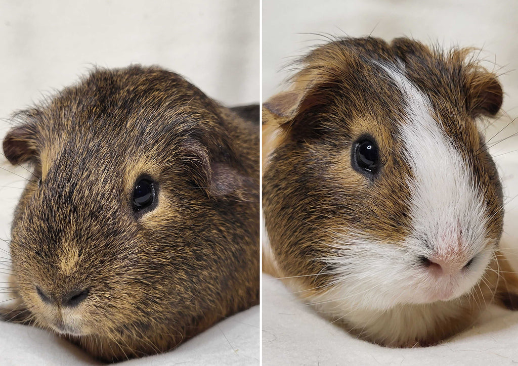 The brave little piggies - Jude and Ollie. These two are brothers and came into the Kavee Rescue for some proper TLC.