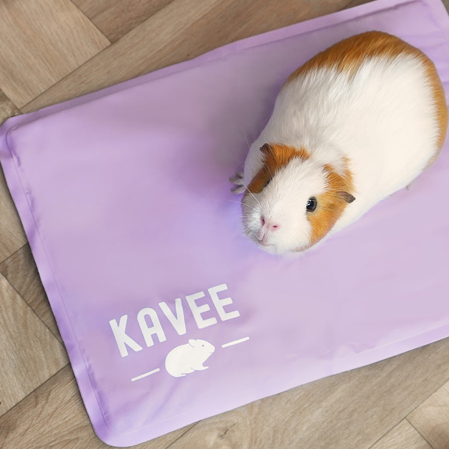 Guinea pig sitting on the Kavee cooling mat