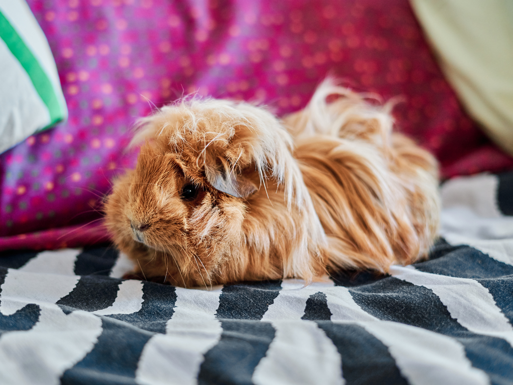 Long haired guinea pig on a bed