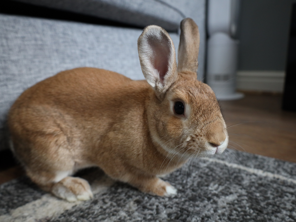 Mini Rex rabbit on a carpet