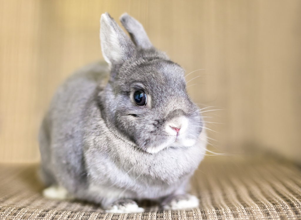 Netherland Dwarf Rabbit