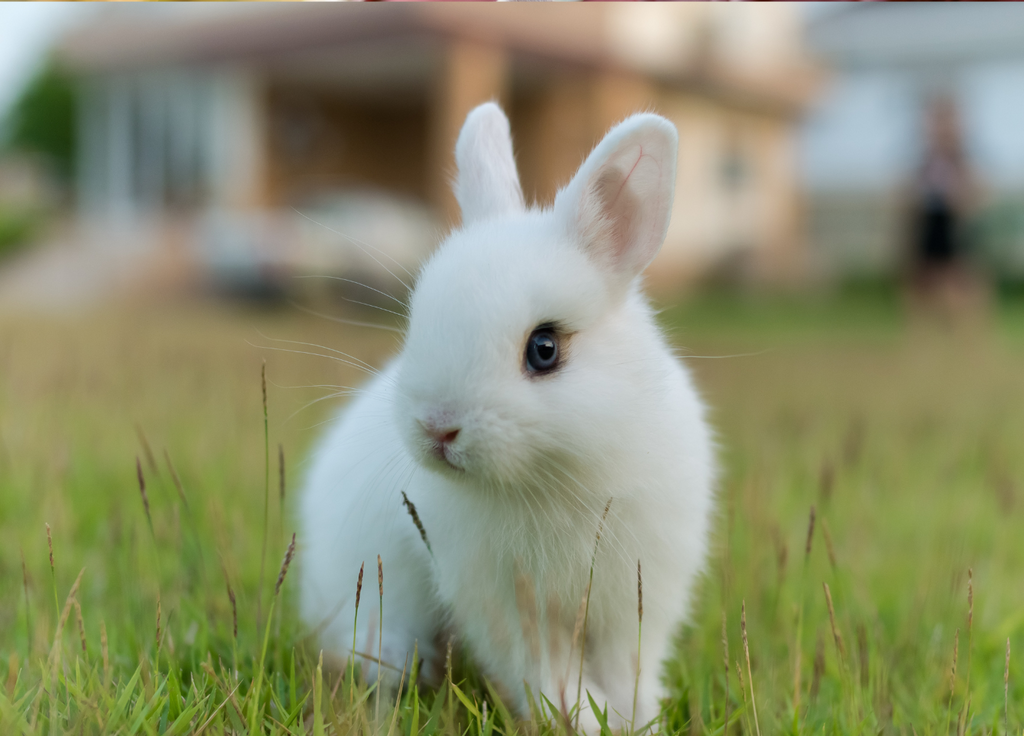 Netherland Dwarf rabbit outdoors in a garden