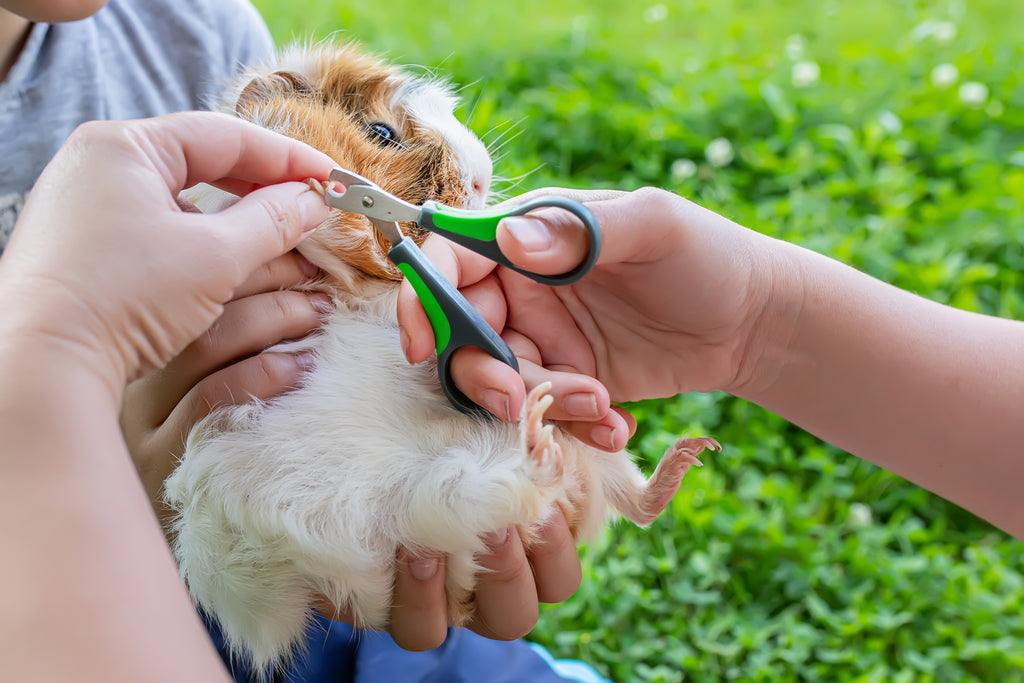 Person holding the guinea pig while another person trims the guinea pig's nails at the front.