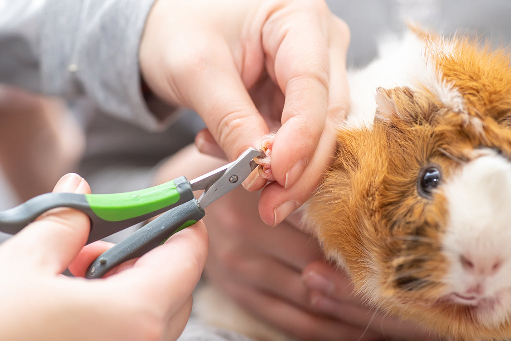 Guinea pig held by hands with nail clippers to trim the nails.