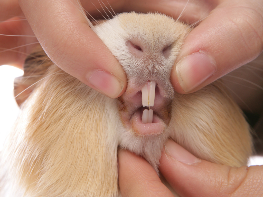Person examining a guinea pig teeth