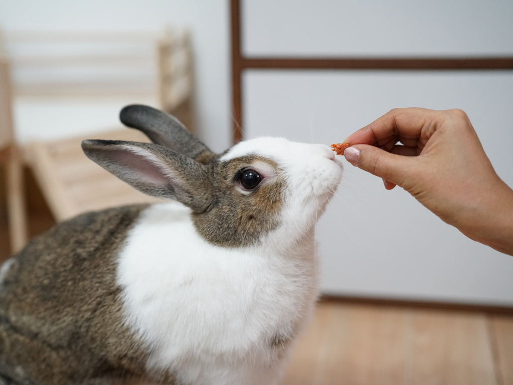 Person feeding treat to rabbit