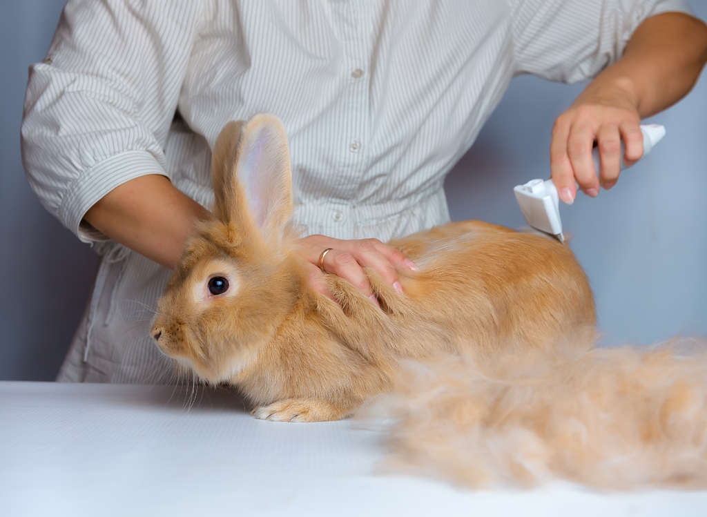 Person grooming a rabbit on a table