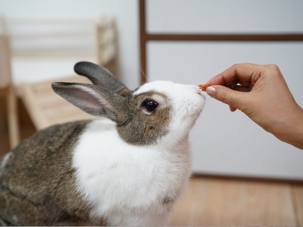 Person hand feeding a treat to a rabbit