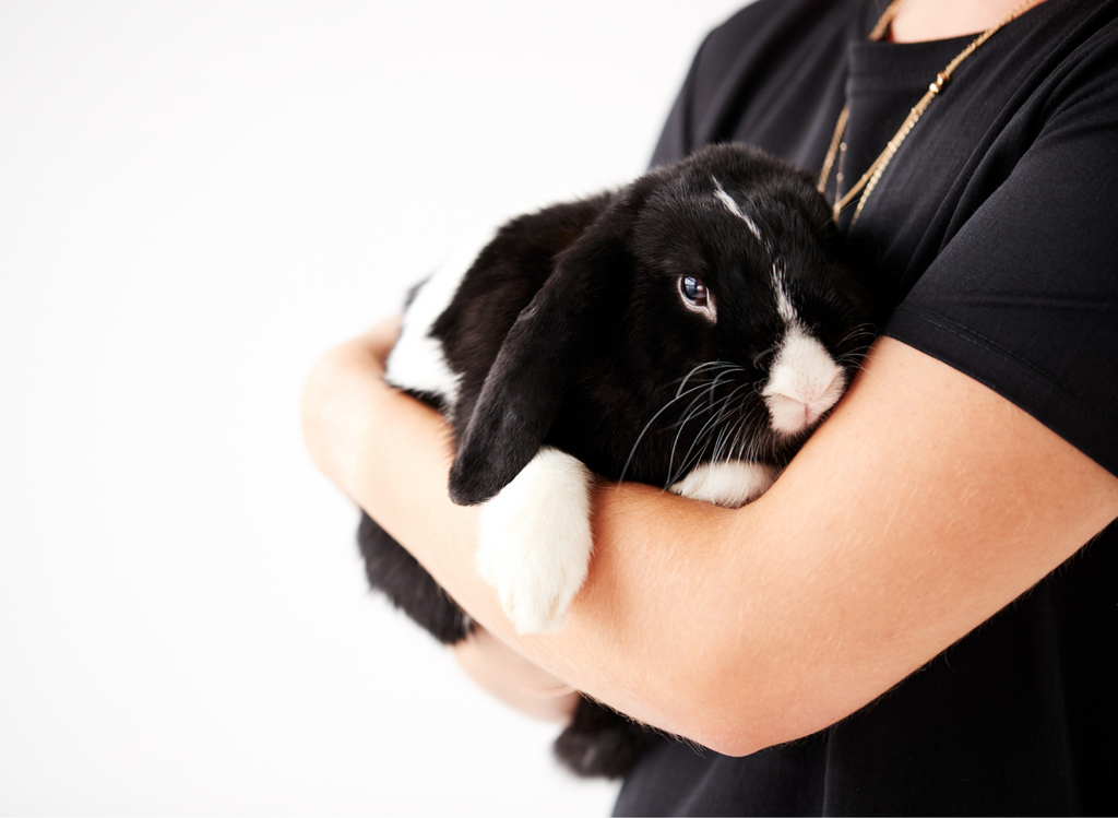 Person holding a bunny