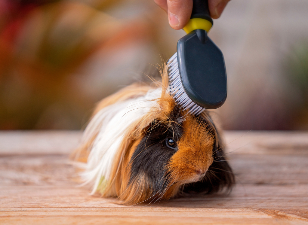 Peruvian guinea pig getting groomed with a brush.