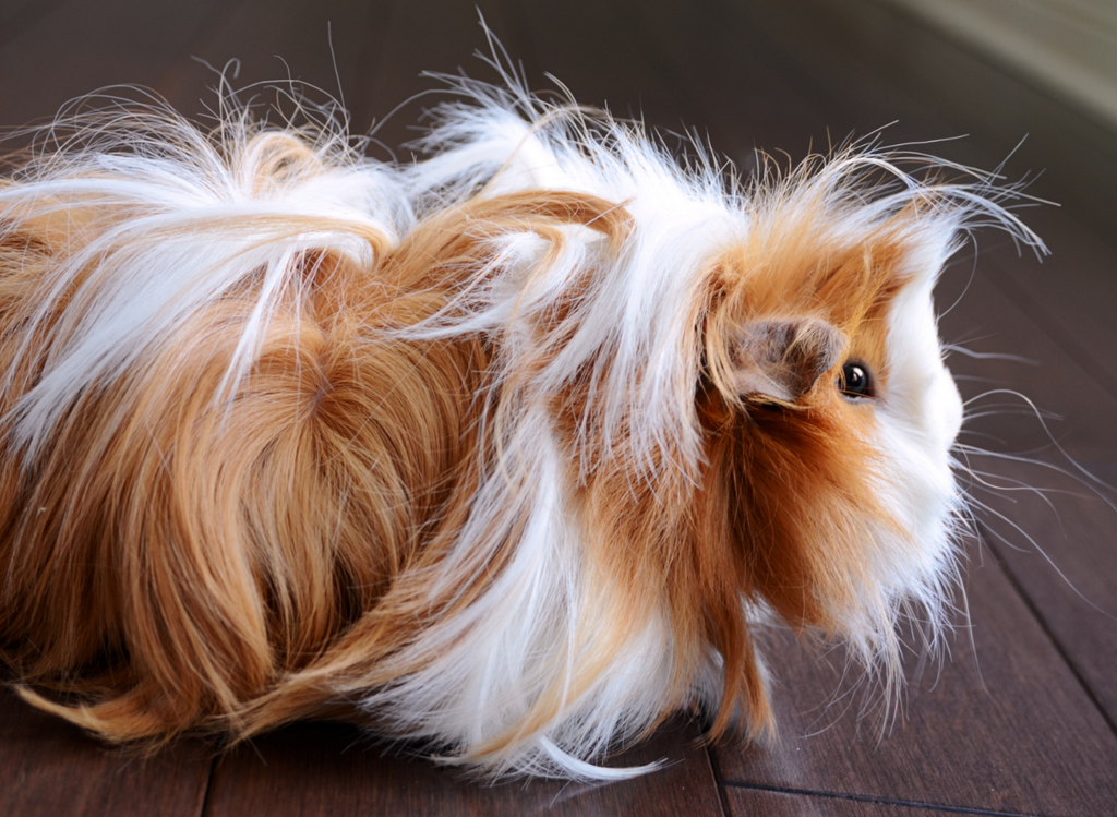 Peruvian guinea pig with long blonde and white fur.
