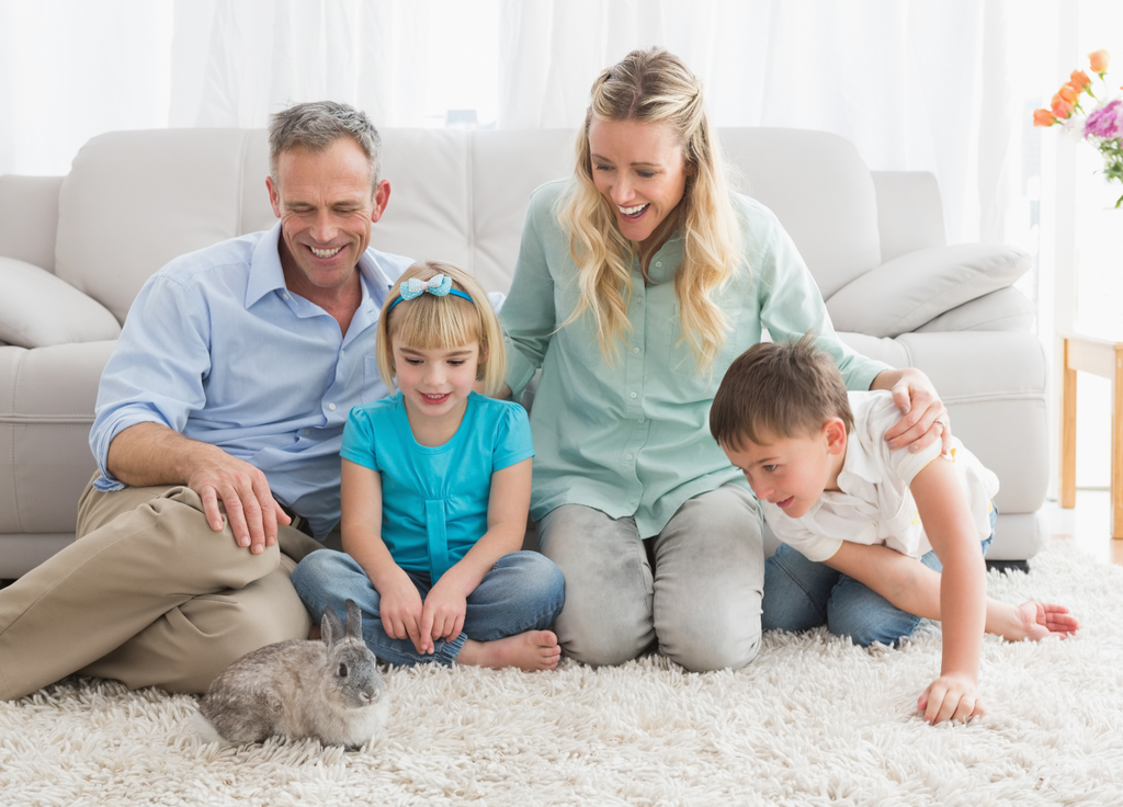 Pet rabbit with family