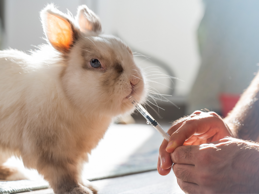 Poorly rabbit being syringe fed by person