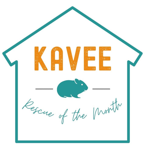 Rescue of the Month for guinea pig shelters kavee blog usa