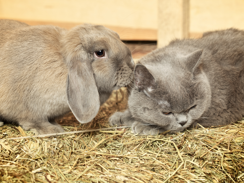 Rabbit sniffing a cat on a bed of hay