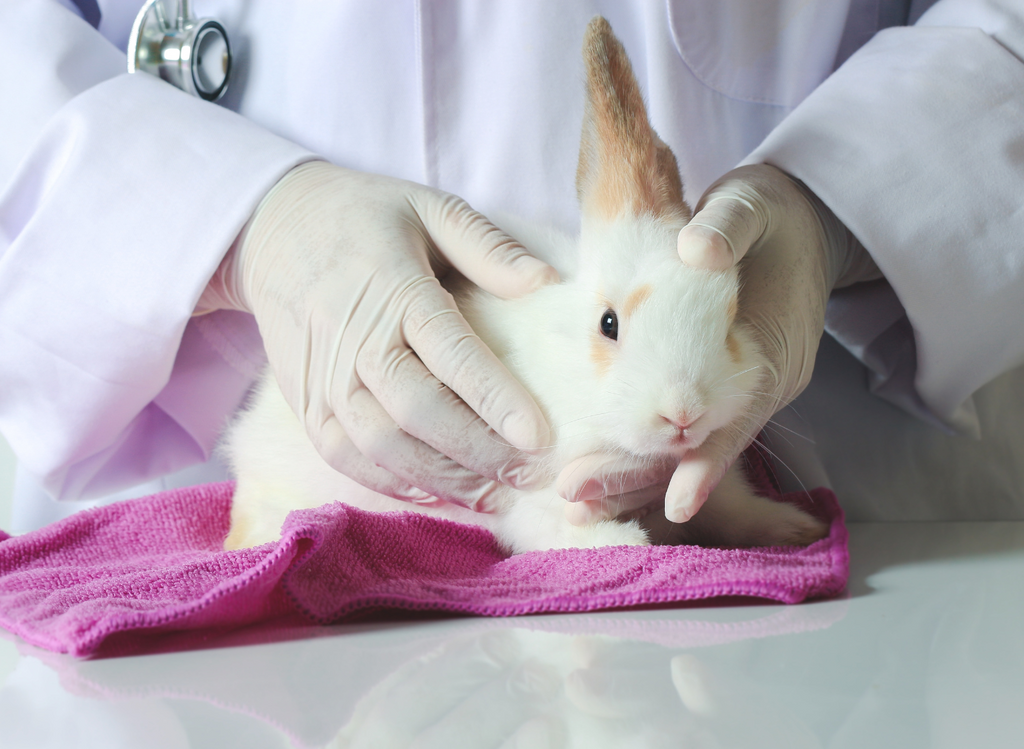 Rabbit being checked at the vet