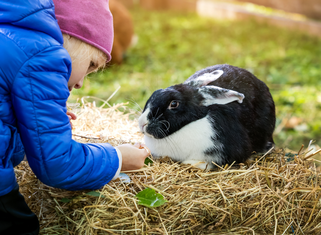 Rabbit being fed hay by a kid