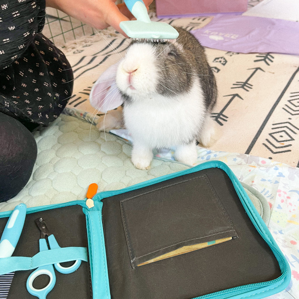 Rabbit being groomed with Kavee grooming kit