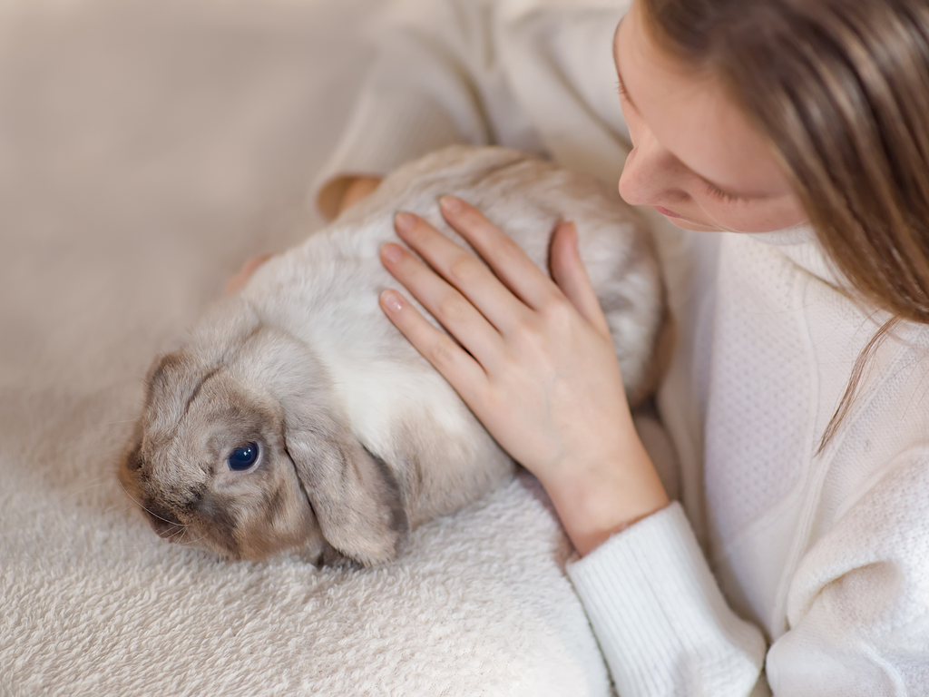 Rabbit being stroked by their parent