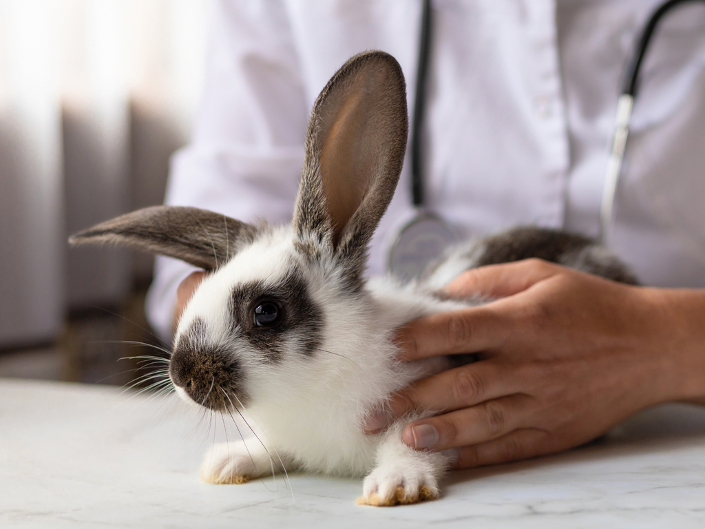 Rabbit being visited by the vet