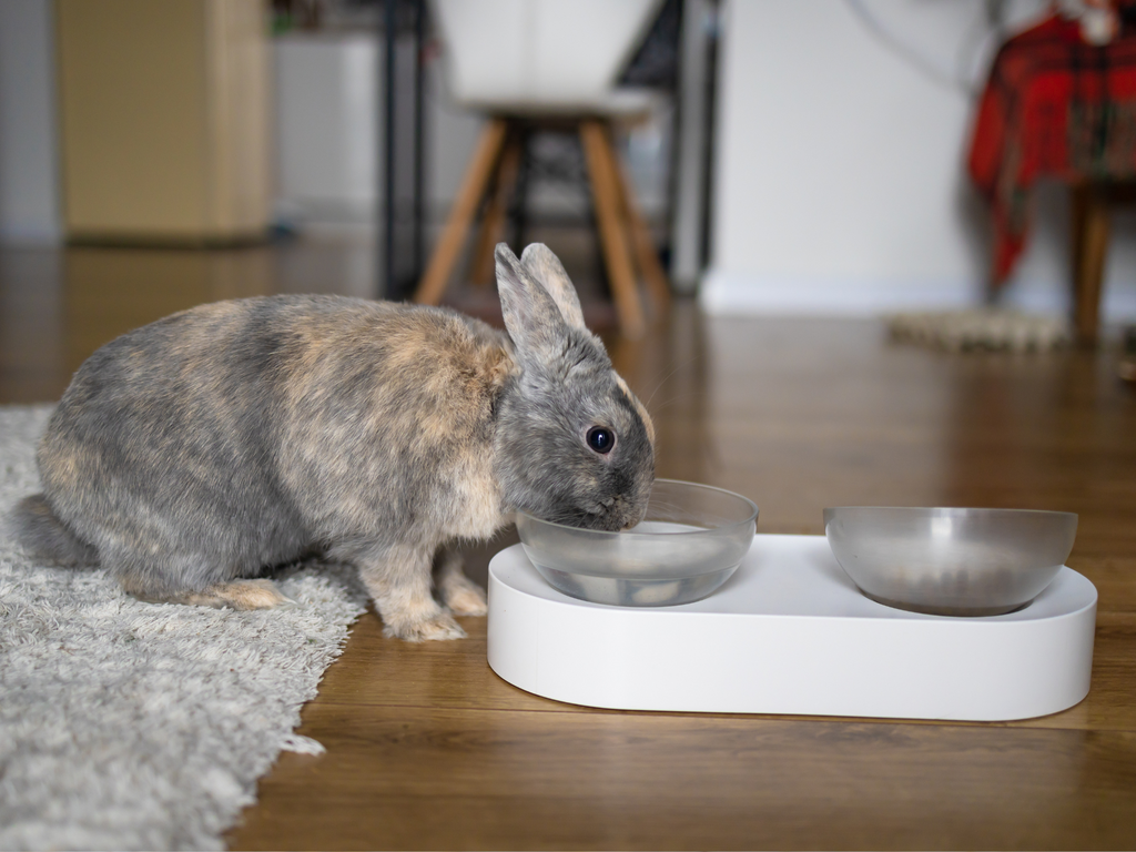 Rabbit drinking from water bowl