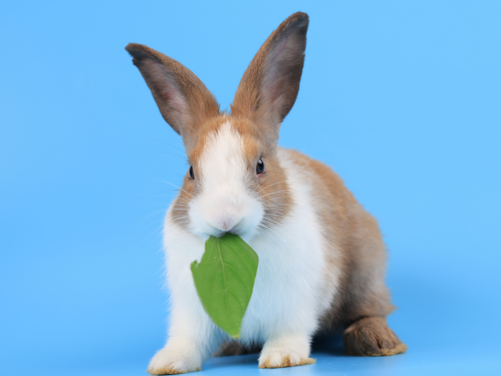 Rabbit eating a leaf