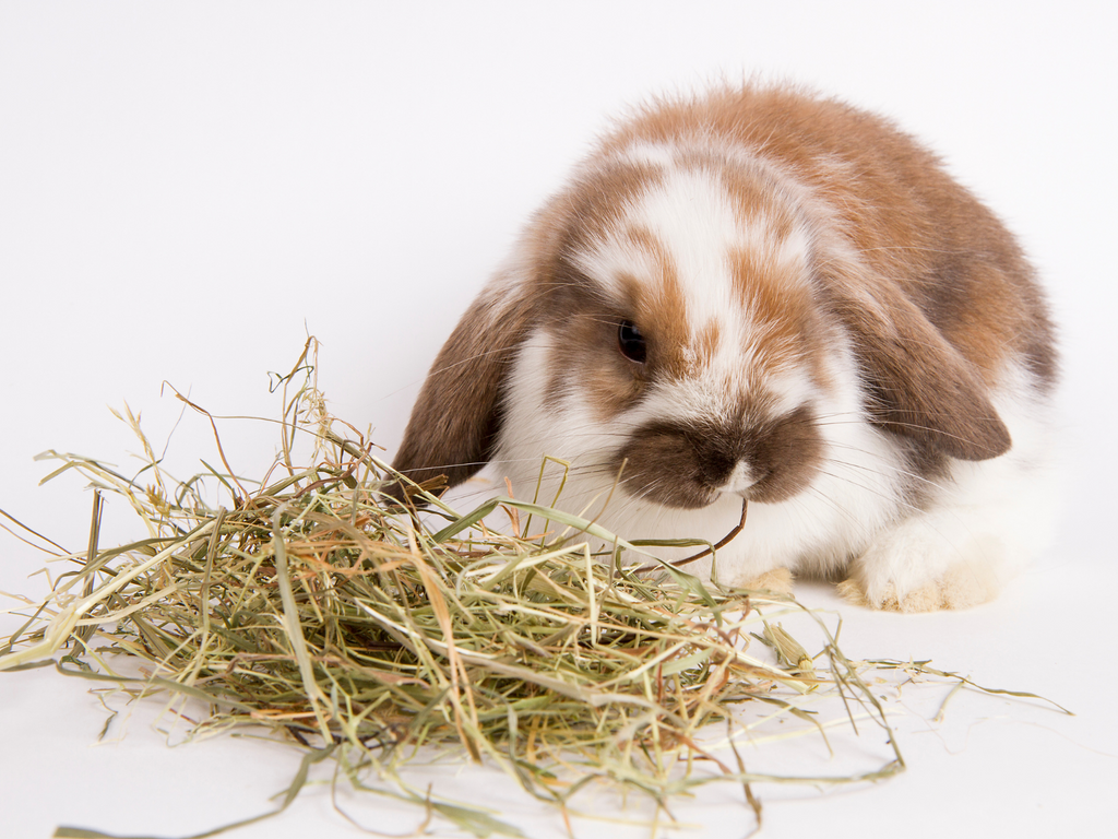 Rabbit eating a pile of hay