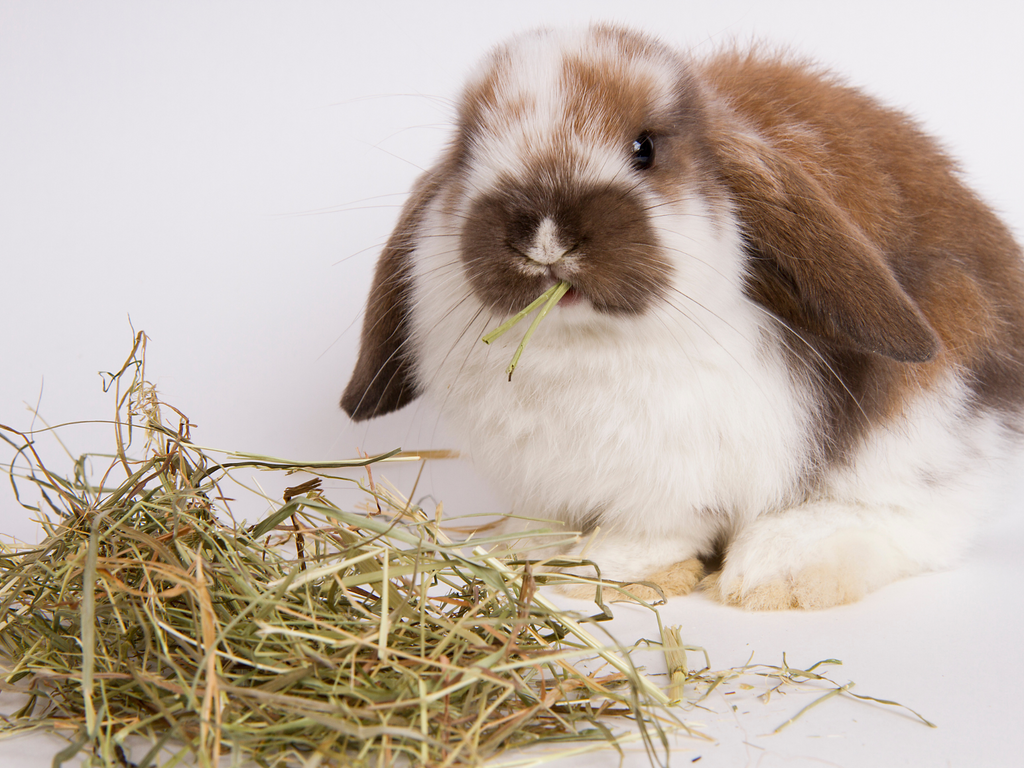 Rabbit eating a pile of hay