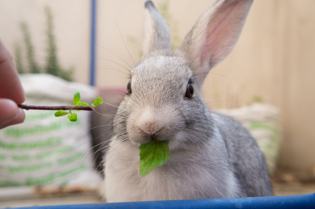 Rabbit eating basil
