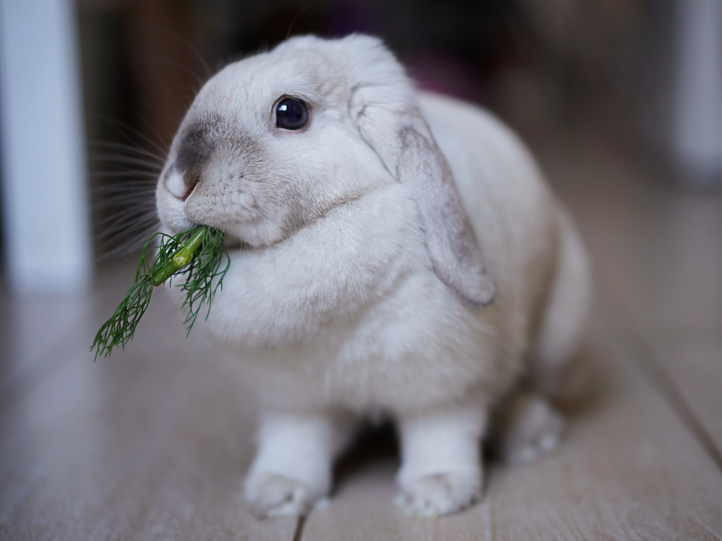 Rabbit eating dill as a treat