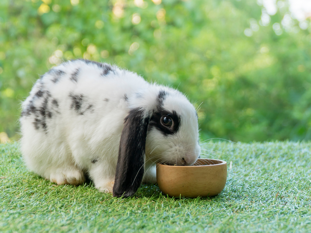 Rabbit eating food from a food bowl