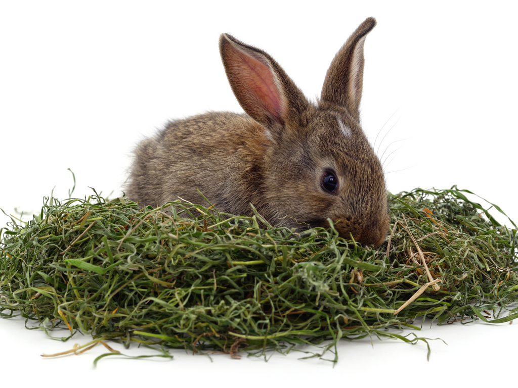 Rabbit eating grass based hay