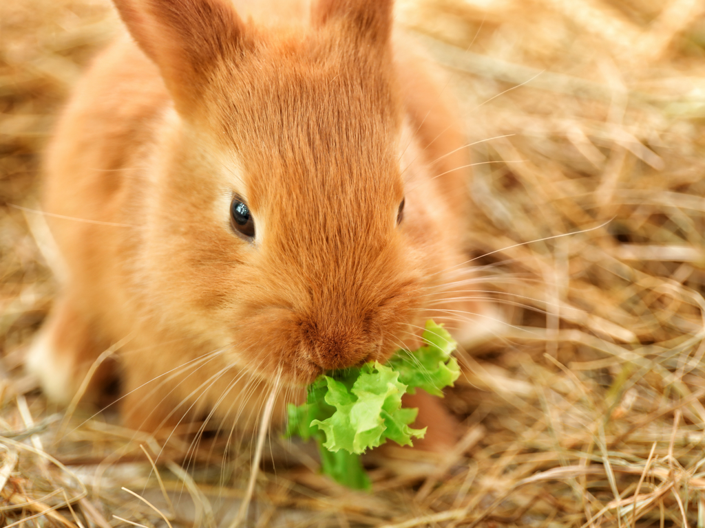 Rabbit eating greens on a bed of hay