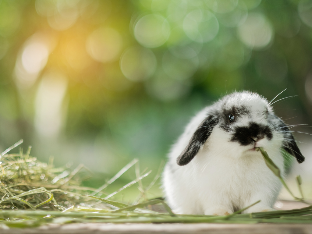 Rabbit eating hay