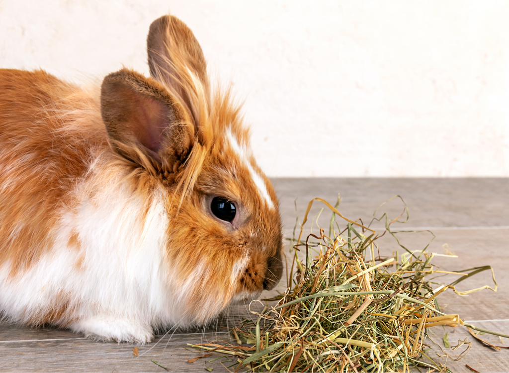Rabbit eating hay on the floor