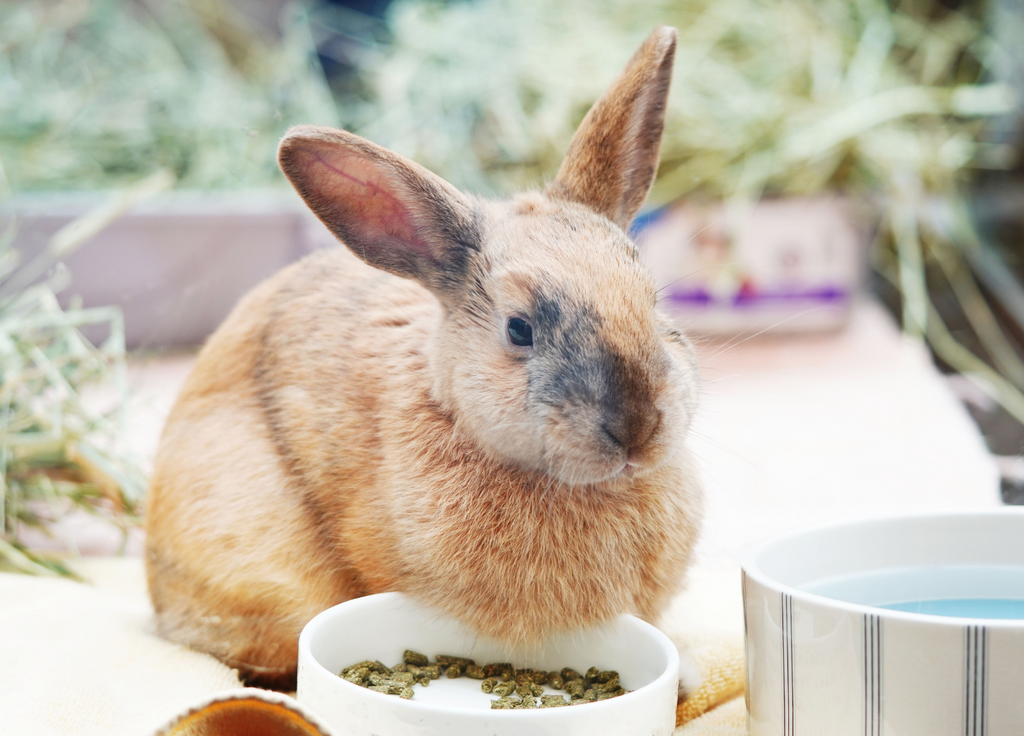 Rabbit eating pellets from a ceramic food bowl