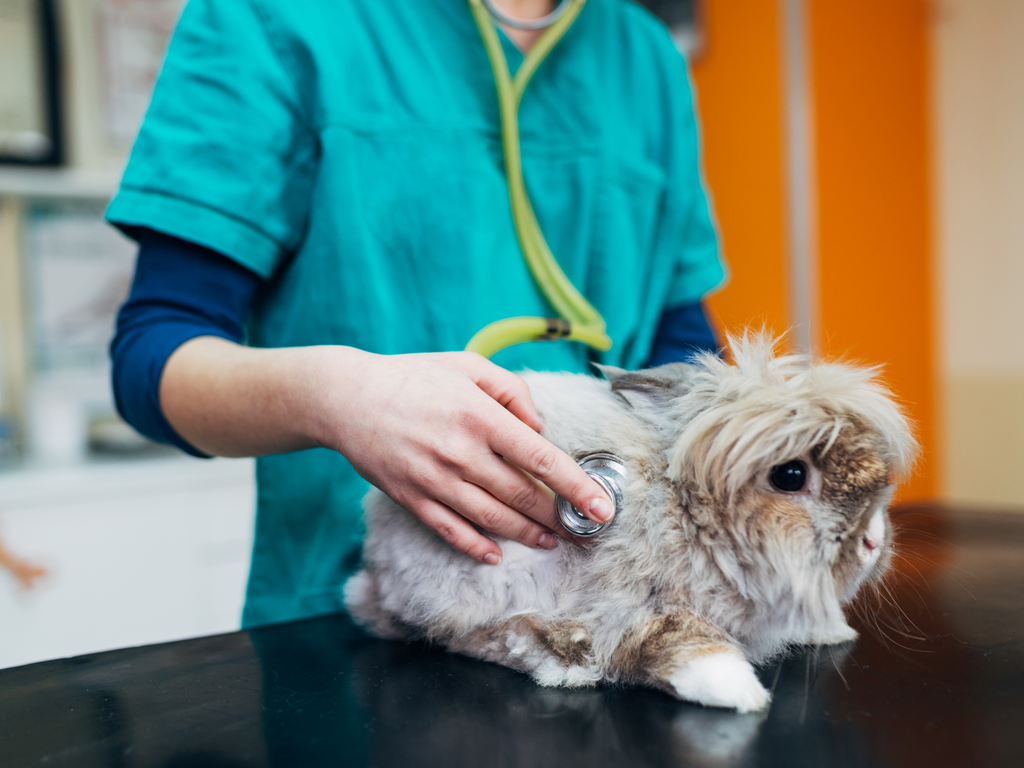 Rabbit getting checked by a vet