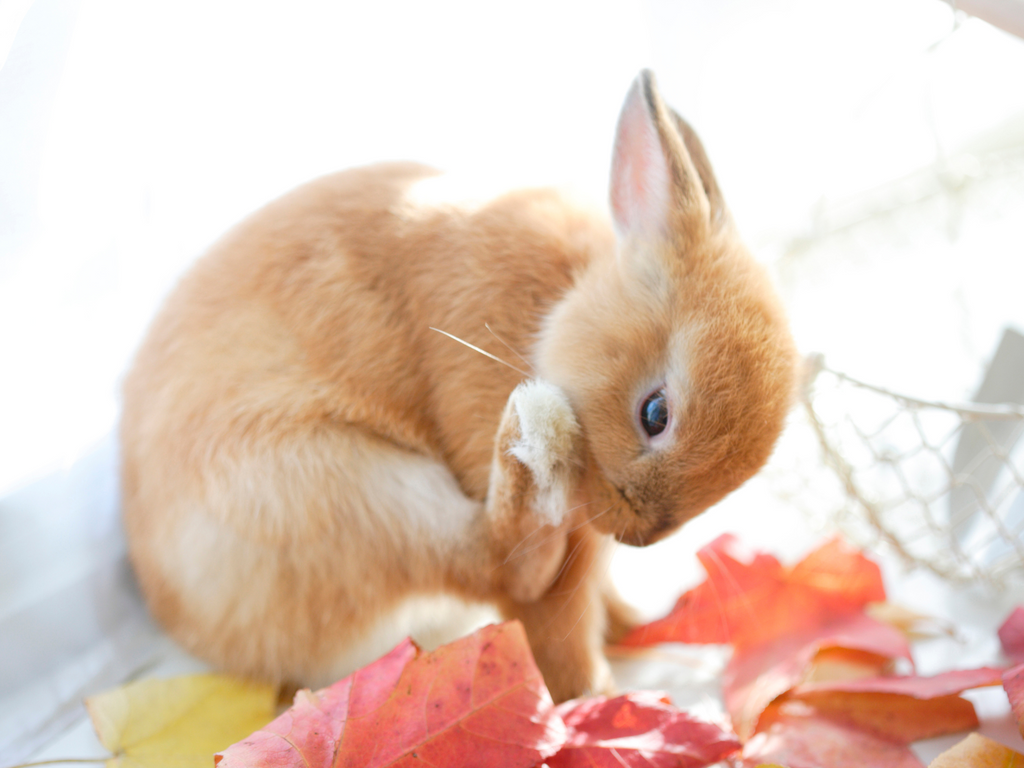 Rabbit grooming themselves