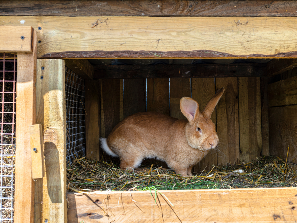 Rabbit in a wooden hutch