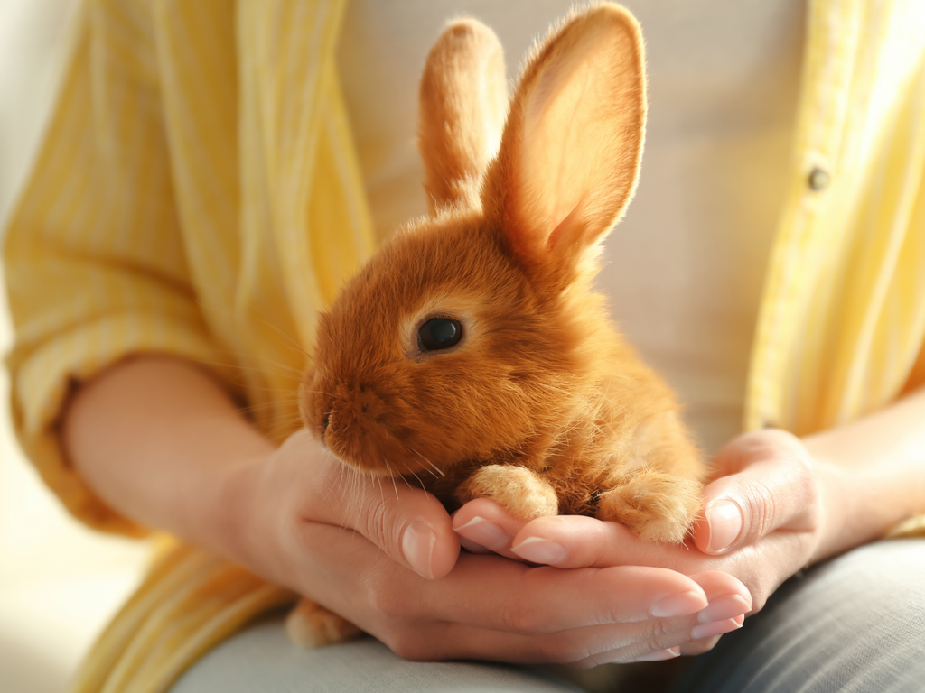 Rabbit in the hands of a person